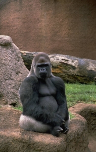 gorilla