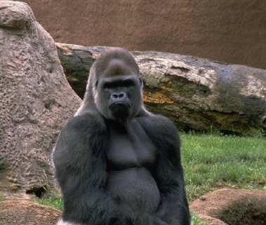 gorilla