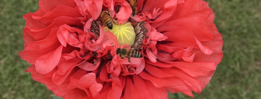 red poppy bees
