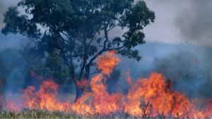 bush fire