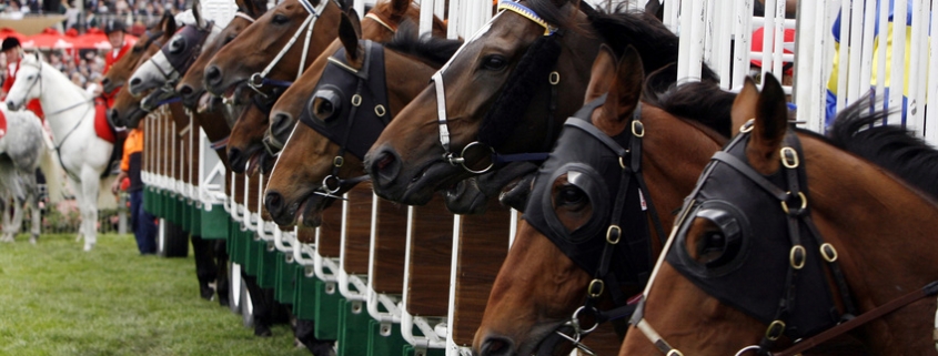 A startgate full of horses about to start the race