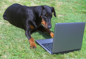 dog and laptop on green grass
