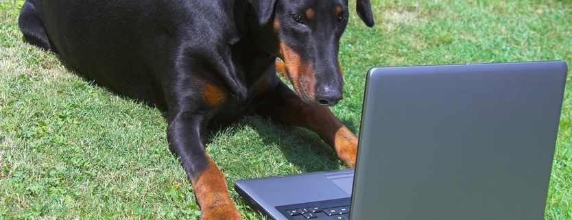 dog and laptop on green grass