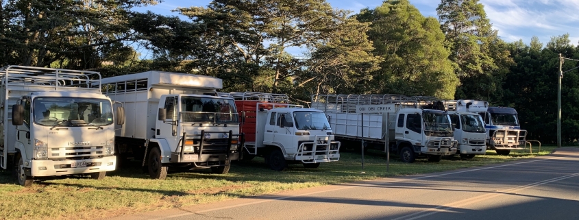 cattle trucks
