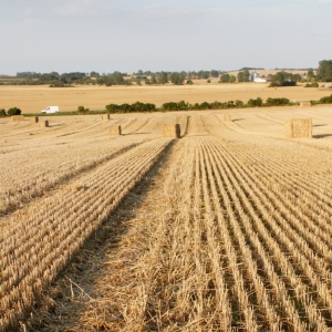 grain farm