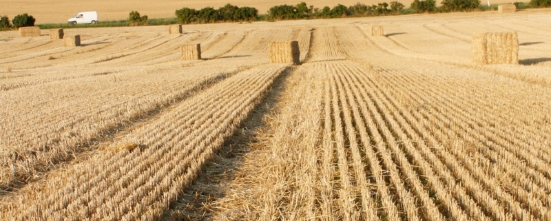 grain farm