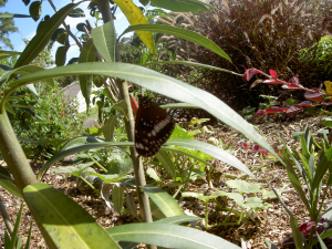 butterfly on oleander plant