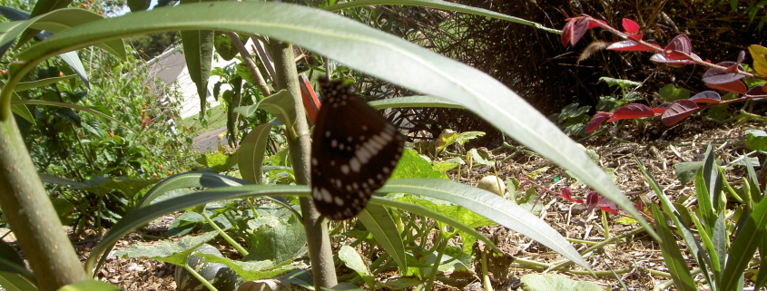 butterfly on oleander plant