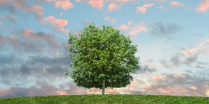 tree