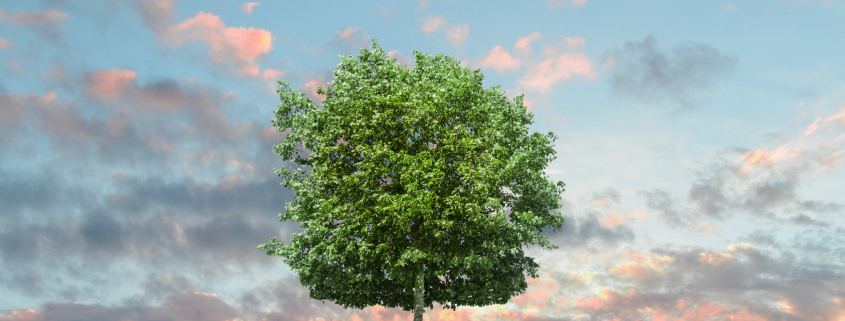 tree
